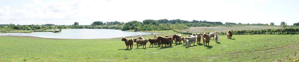 field