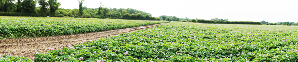 field